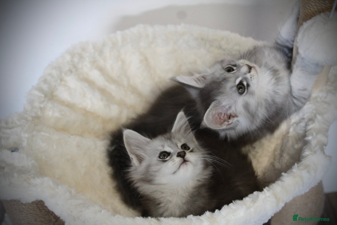 Maine Coon cats for sale: TICA registered Maine coon kittens, shaded lines - Image 11
