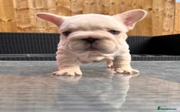 French Bulldog dogs for sale: French bulldog puppies  - Image 1