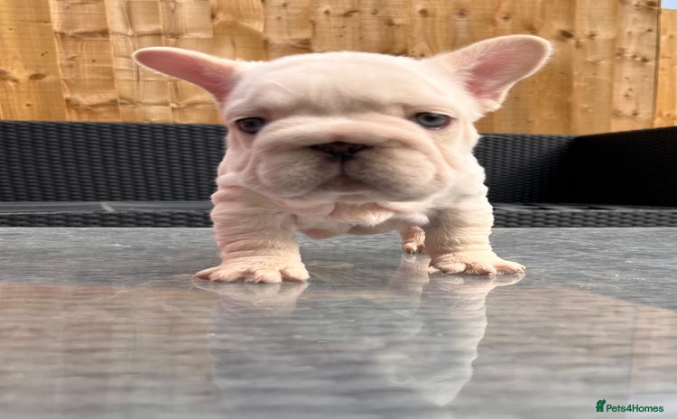 French Bulldog dogs - Advert 1