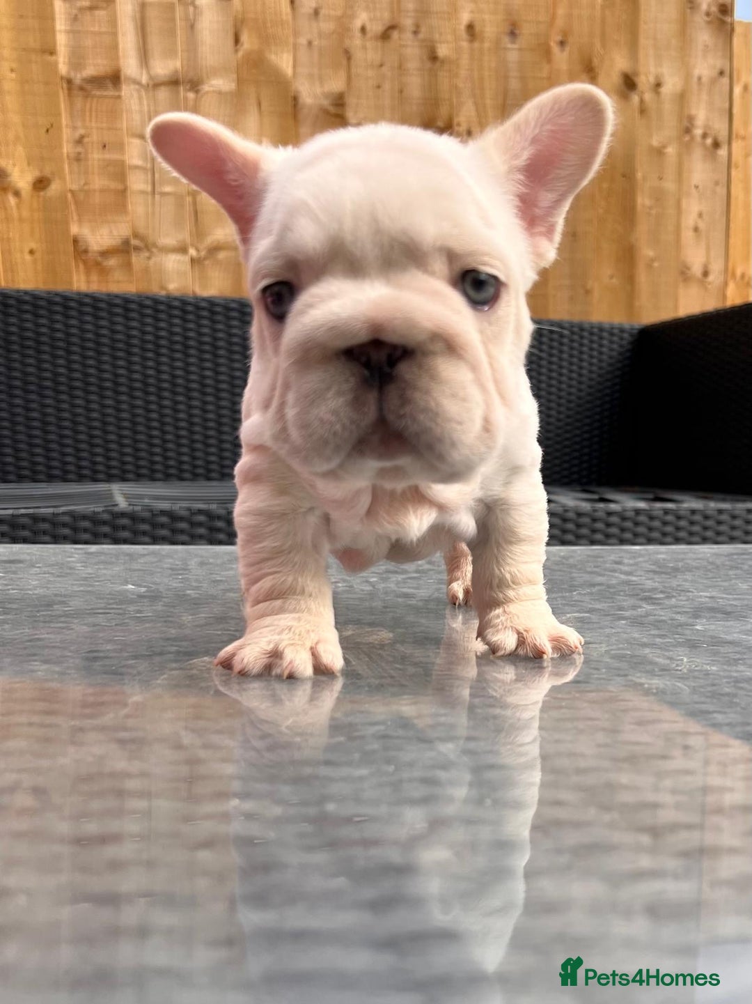 French Bulldog dogs for sale: French bulldog puppies  - Image 1