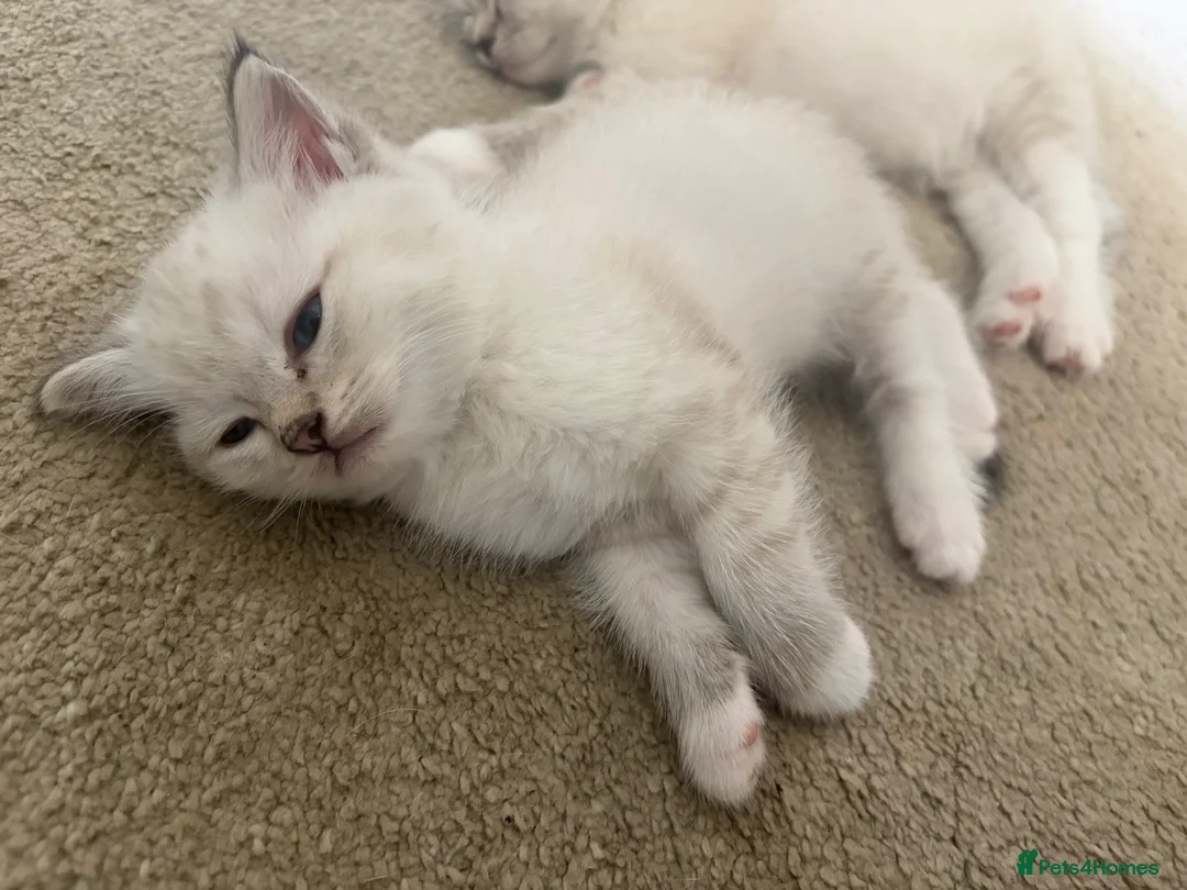 British Shorthair cats for sale: BSH kittens for sale in Chatham - Advert 5