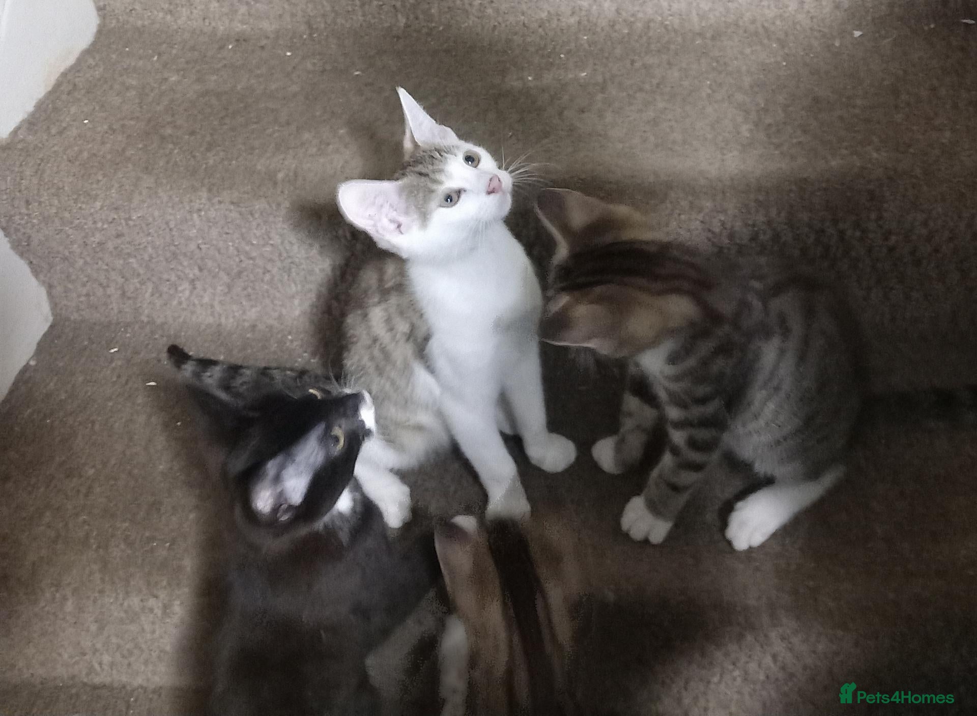 Mixed Breed cats Kittens ready for their forever homes tabby bengal - Advert 5