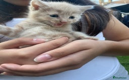 Mixed Breed cats for sale: Kittens for sale  - Image 33