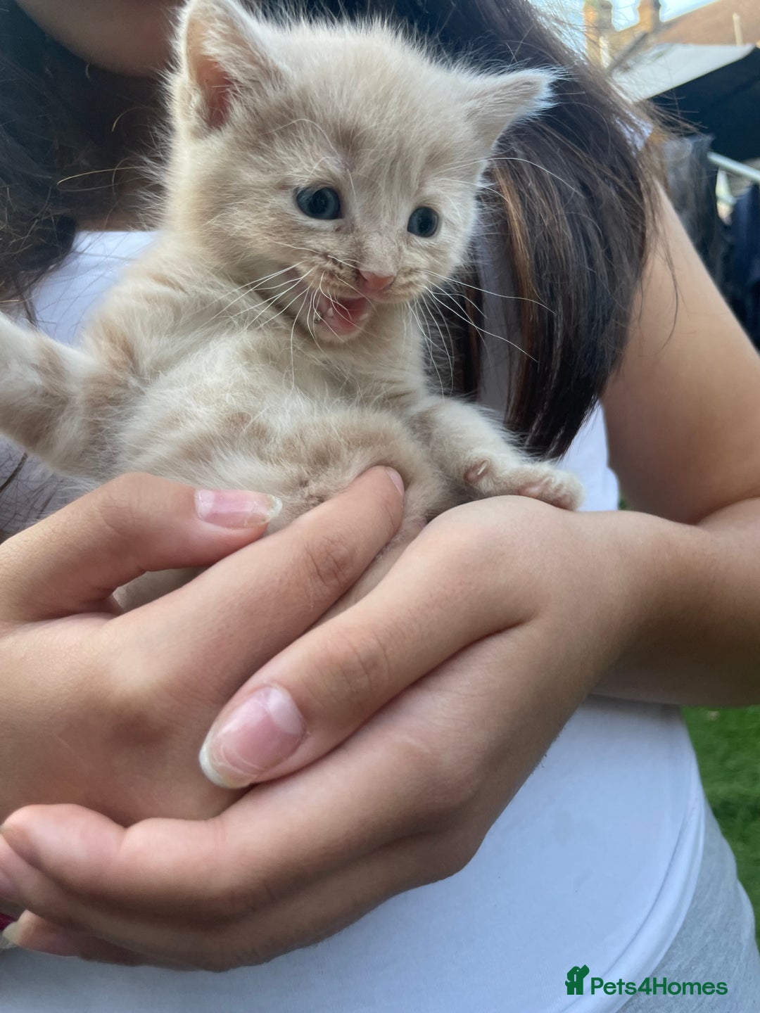 Mixed Breed cats for sale: Kittens for sale  - Image 33
