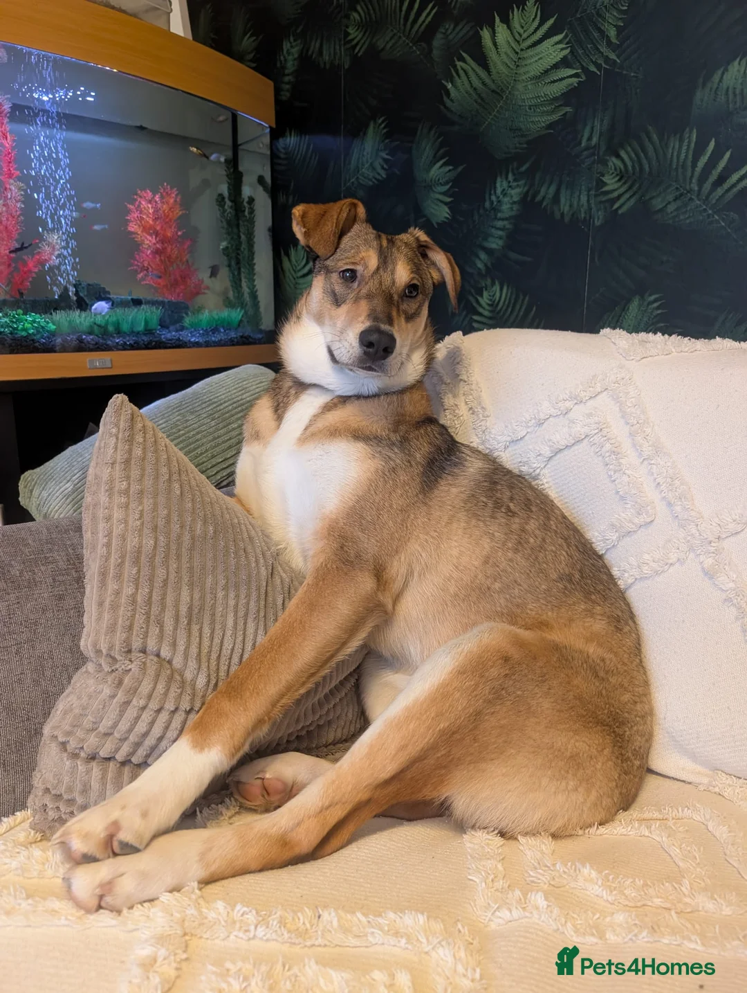 Mixed Breed dogs for adoption: URGENT:❤️DIANA❤️Social Loving 8 month old girl - Advert 6