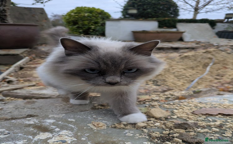 Ragdoll cats Ragdoll Breeding females - Advert 1