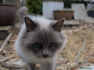 Ragdoll cats for sale: Ragdoll Breeding females - Advert 1