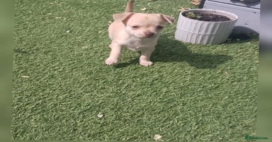 Chihuahua dogs in Ipswich - Advert 7