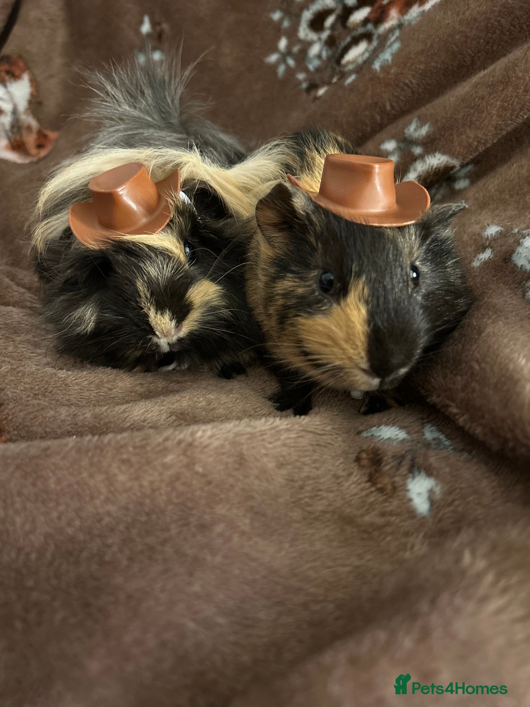Guinea Pig rodents for sale: 2 Male Guinea Pigs for sale (can go separately) - Advert 2