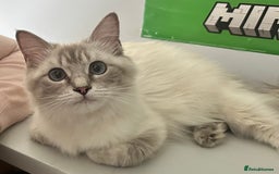 Mixed Breed cats for sale: Rag doll mixed breed kittens for sale - Image 3