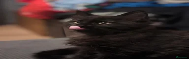Maine Coon 3