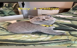 British Shorthair cats for sale: 5 gorgeous British shorthair kittens ! - Image 5