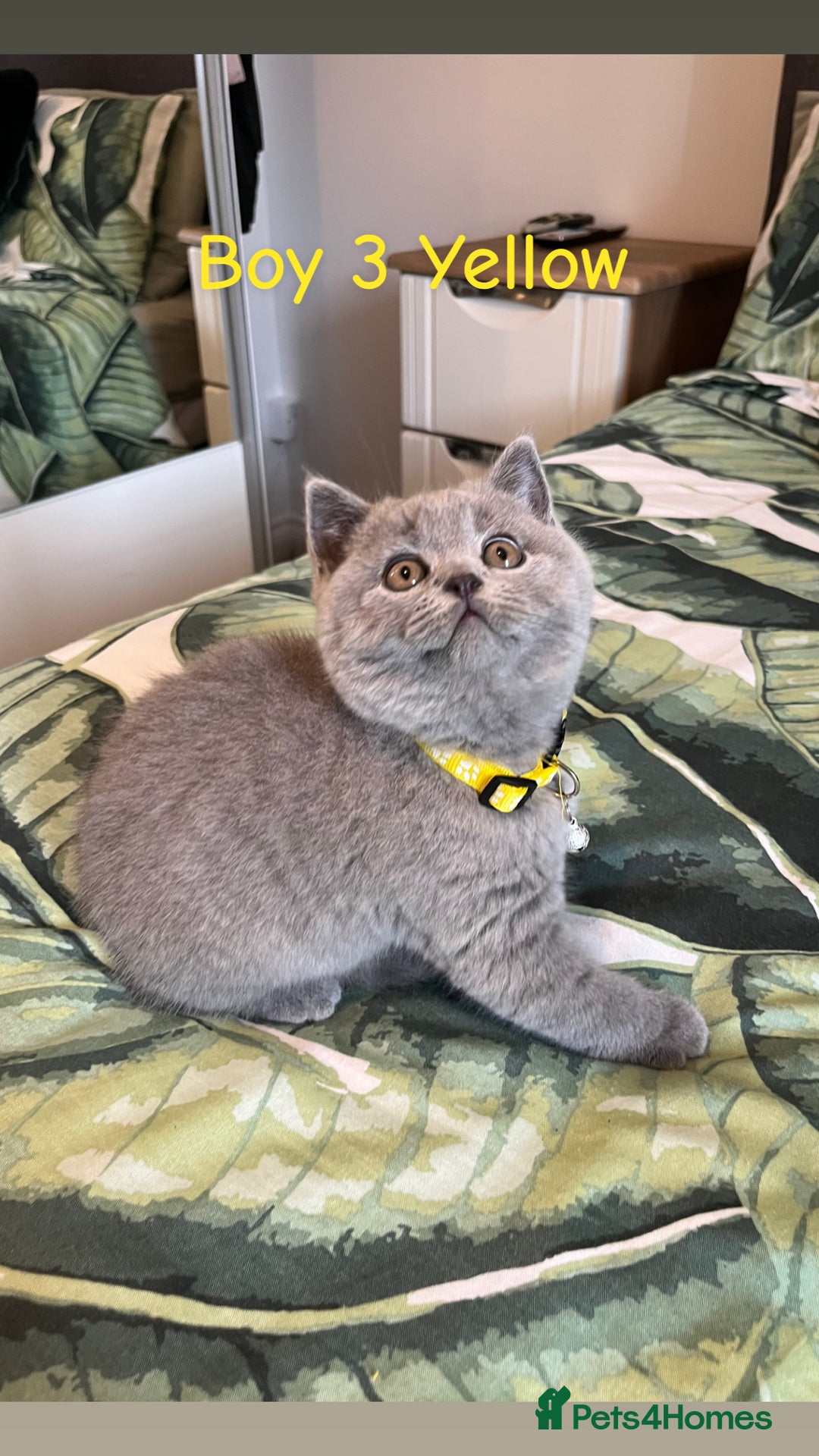 British Shorthair cats for sale: 5 gorgeous British shorthair kittens ! - Image 5