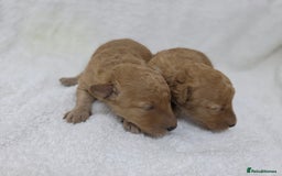 Miniature Poodle dogs for sale: 🐶✨ Stunning Mini Poodle Puppies ✨🐶 - Image 10