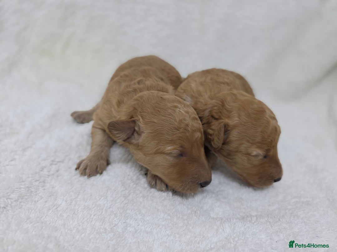 Miniature Poodle dogs for sale: 🐶✨ Stunning Mini Poodle Puppies ✨🐶 - Image 10