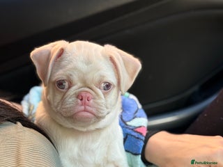 Pug dogs Last boy available!!! Kc reg - Advert 1