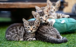Bengal cats for sale: Gorgeous kittens, Wild-Patterned, Stunning Looks - Image 33