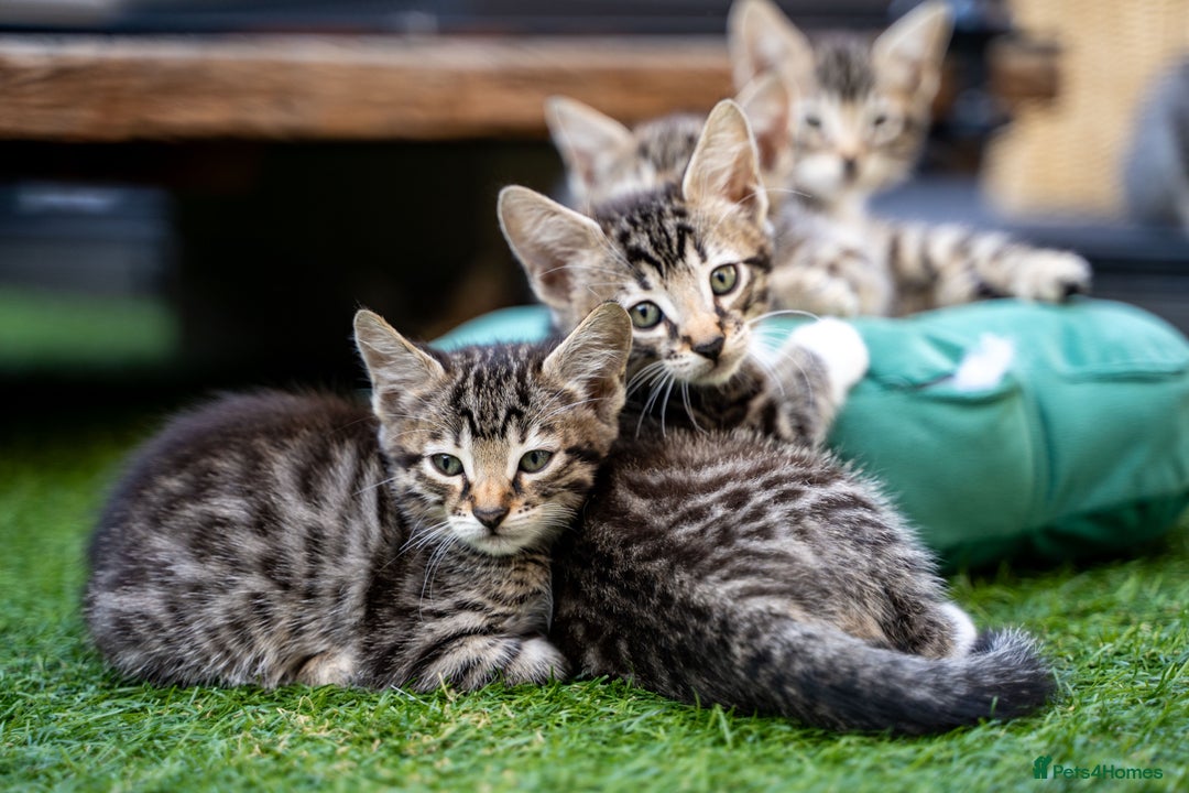Bengal cats for sale: Gorgeous kittens, Wild-Patterned, Stunning Looks - Image 33