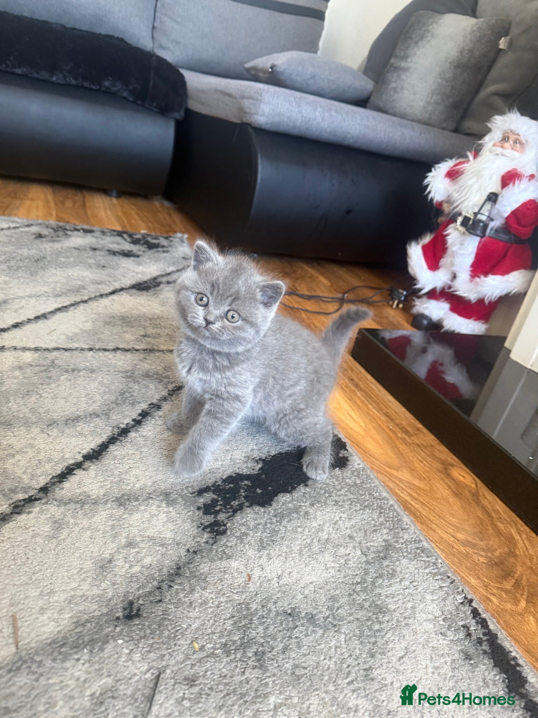 Scottish Fold cats for sale: Scottish fold kittens  - Advert 11