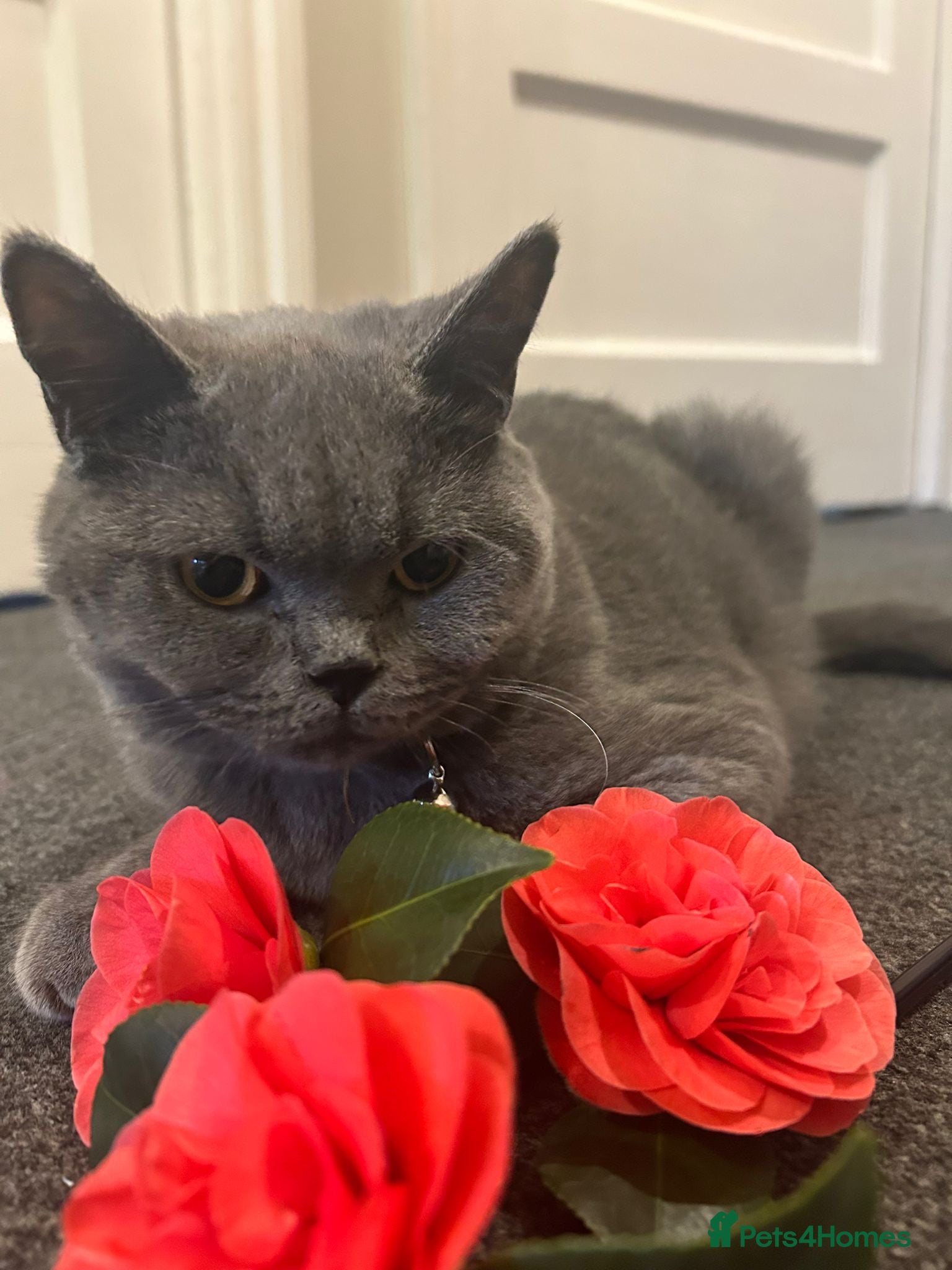 Mixed Breed cats Blue British shorthair  - Advert 1