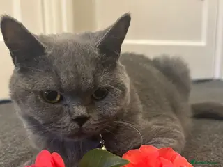 Mixed Breed cats Blue British shorthair - Advert 3