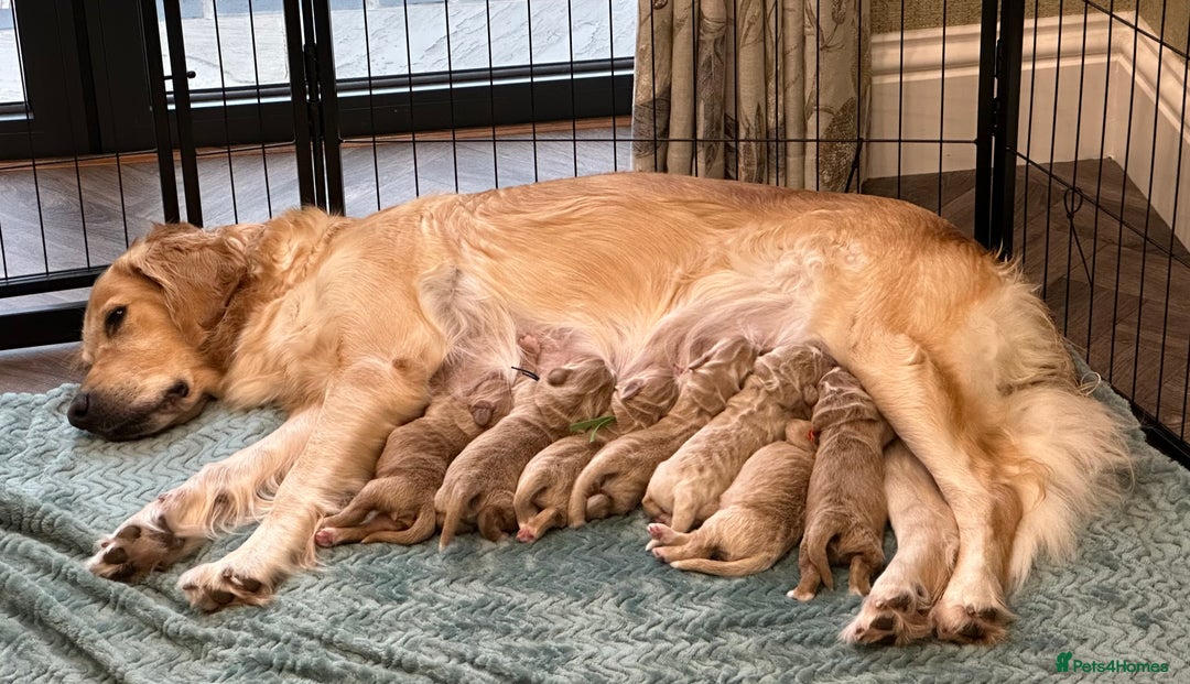 Double Doodle dogs for sale: Double Doodle puppies from Health tested parents - Image 2