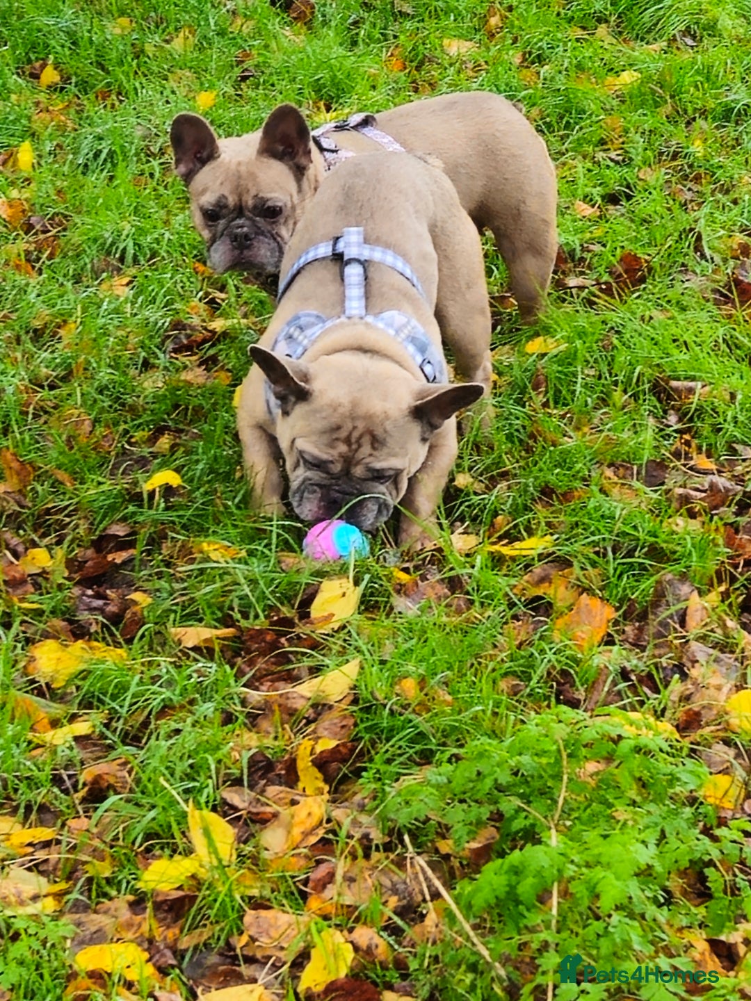 French Bulldog dogs for sale: Desperately seeking a new loving home - Advert 2
