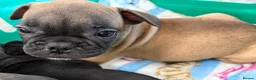French Bulldog dogs for sale: French bulldog  in Great Yarmouth - Advert 8