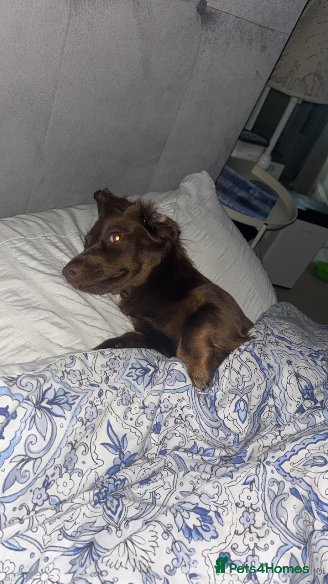 Miniature Dachshund dogs for stud: Long haired miniature dachshund stud - Advert 10