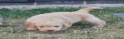 Mixed Breed dogs for sale: Beautiful Poogle pups for sale (beagle x poodle ) - Advert 4