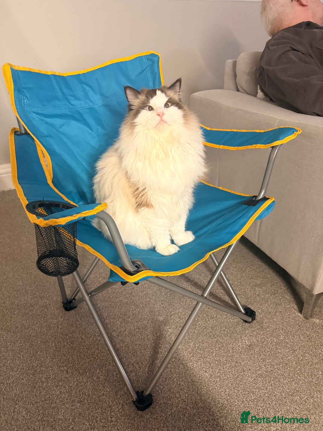 Ragdoll cats for sale: 10 Month Female GCCF Ragdoll Seeking Forever Home - Advert 6