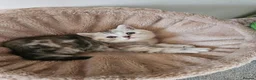 Scottish Fold cats for sale: Adorable Scottish Fold Straight Ear Kittens  - Advert 18