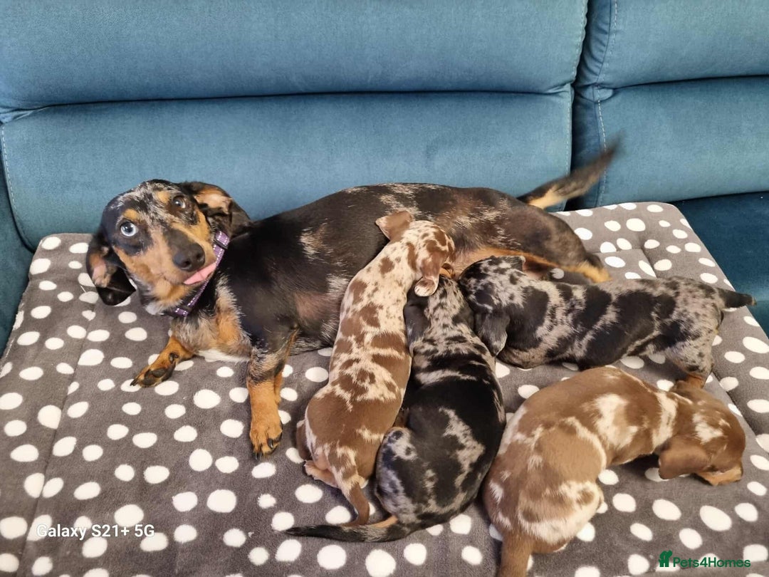 Miniature Dachshund dogs for sale: Miniature dachshund short haired puppies for sale£ - Image 1