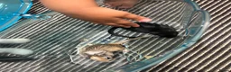 Gerbil rodents for sale: Two Beautiful Female Gerbils + Full Setup Included in Westerham - Advert 3