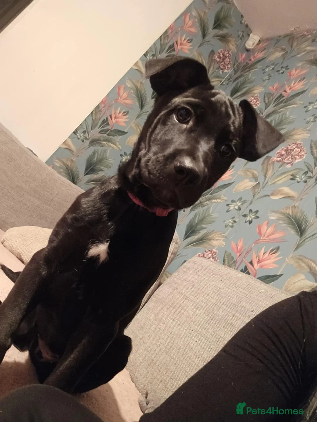 Mixed Breed dogs for sale: German Shepherd x Cane corso puppies  - Advert 9