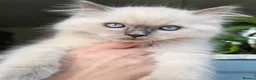 Ragdoll cats for sale: Adorable Kittens Looking for Their Forever Homes🐾 in Macclesfield - Advert 6