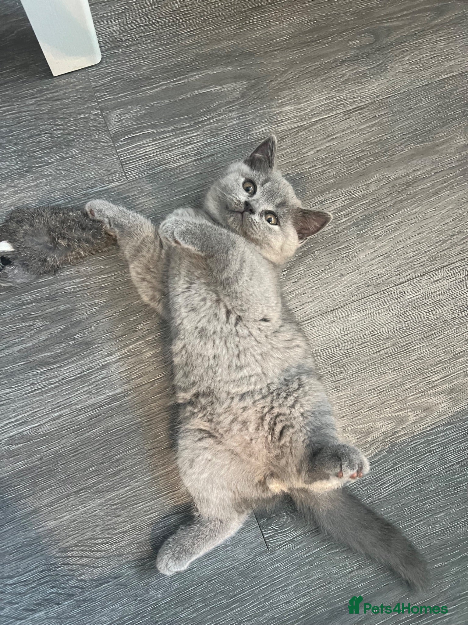 British Shorthair cats Registered Ready to go SOON British Shorthair  - Advert 5