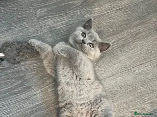 British Shorthair cats Registered Ready to go SOON British Shorthair - Advert 5