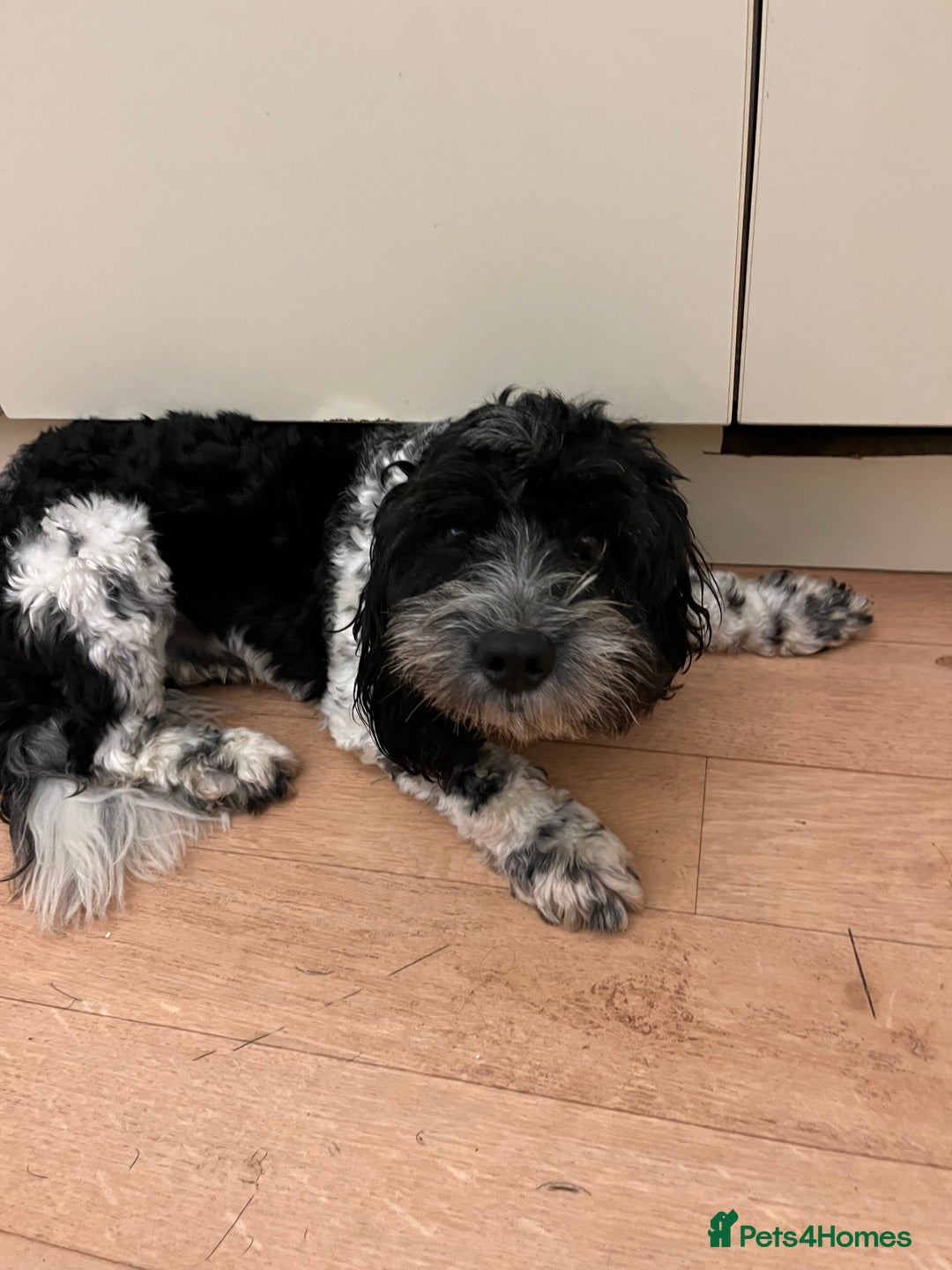 Cockapoo dogs for sale: 2year old cockerpoo boy - Advert 13