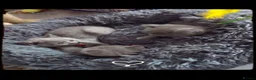 British Shorthair cats for sale: British shorthair kittens  - Advert 9