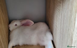 French Lop rabbits for sale: Giant French lop x giant continental  - Image 15