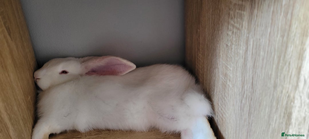 French Lop rabbits for sale: Giant French lop x giant continental  - Image 15
