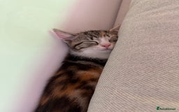 Mixed Breed cats for sale: Fully vaccinated calico female - Image 6