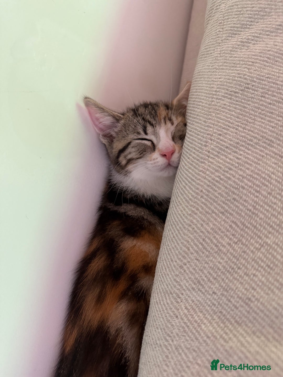 Mixed Breed cats for sale: Fully vaccinated calico female - Image 6