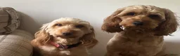 Golden Retriever dogs for sale: Field retriever x miniature poodle  - Advert 2