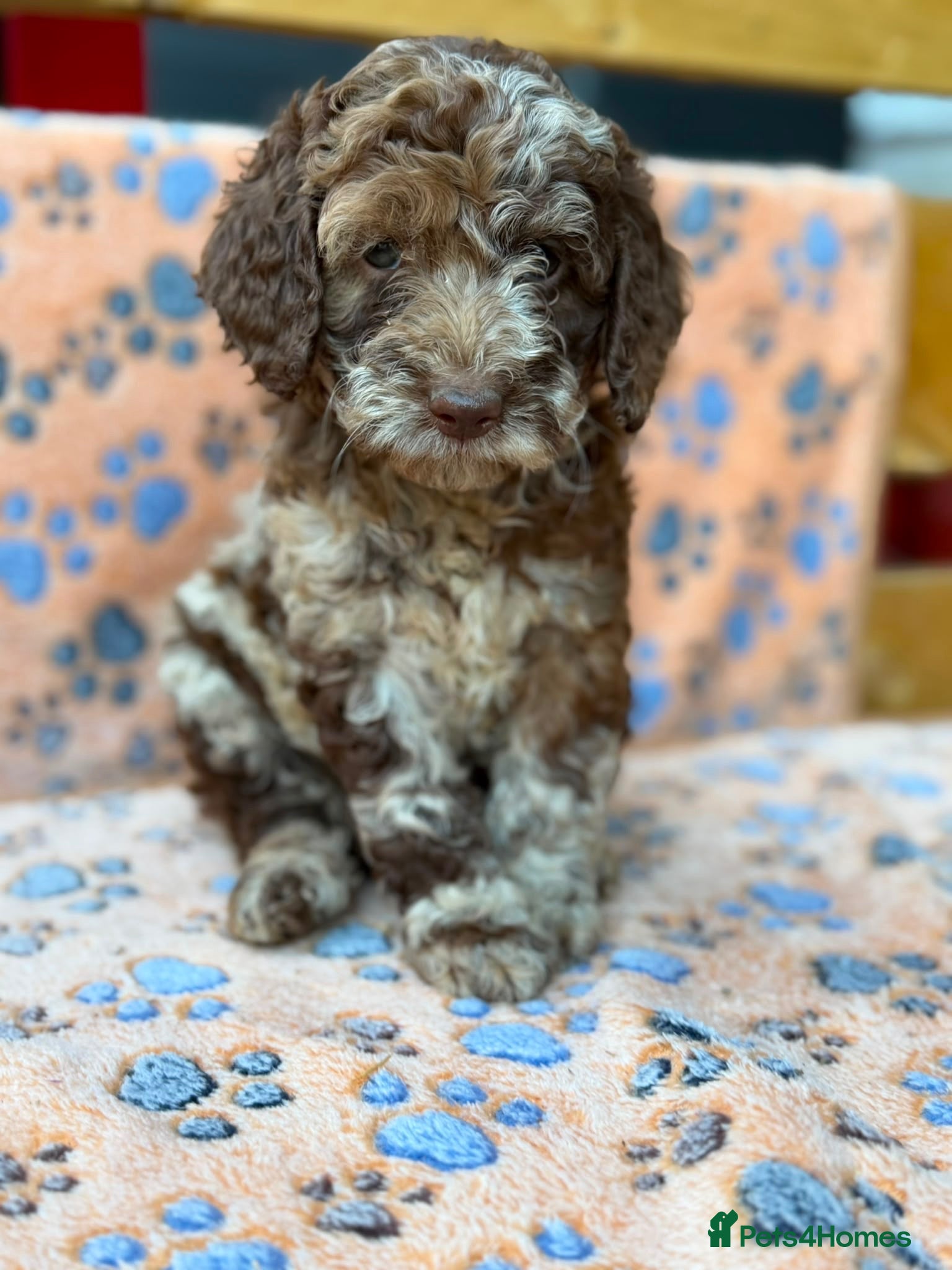 Cockapoo dogs Gorgeous F1B Cockapoo Puppies 🐾 - Advert 1