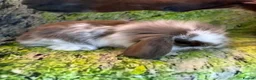 Mini Lop rabbits for sale: Beautiful mini Lop Baby Rabbits - Advert 3