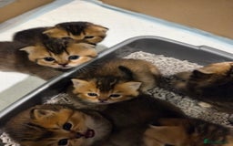 Scottish Fold cats for sale: Scottish Fold Kittens - Image 12