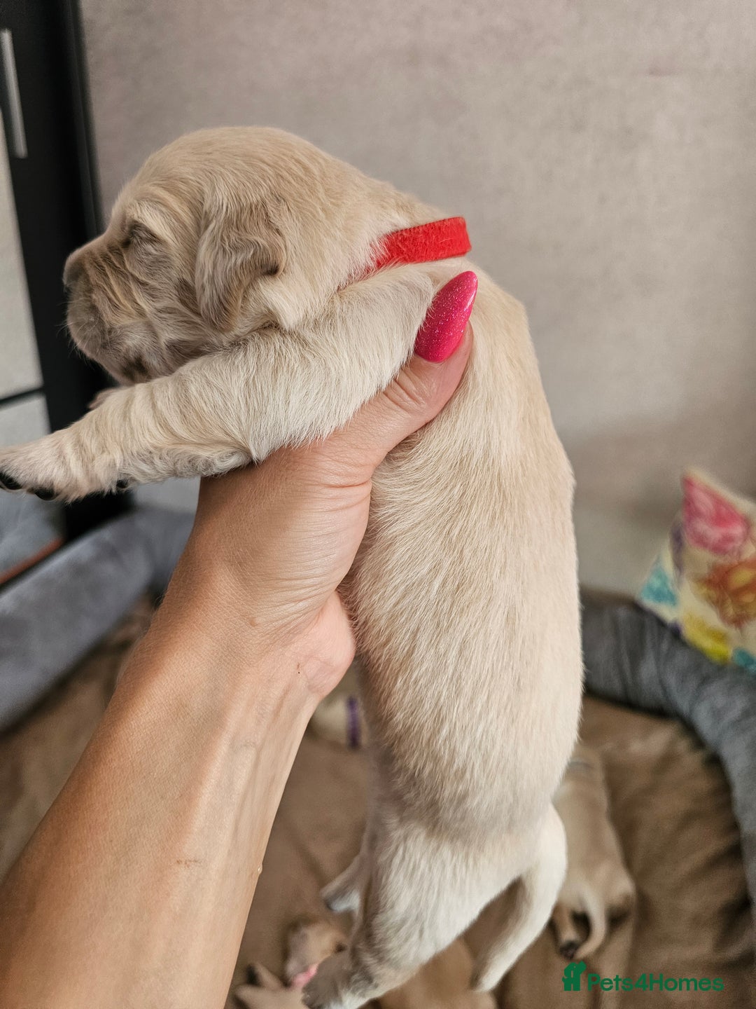 Golden Retriever dogs for sale: Lovely Golden Retriever puppies ❤️  - Image 24