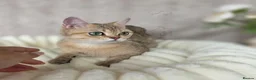 British Shorthair cats for sale: British Shorthair Kittens & Cats for Sale - Advert 12